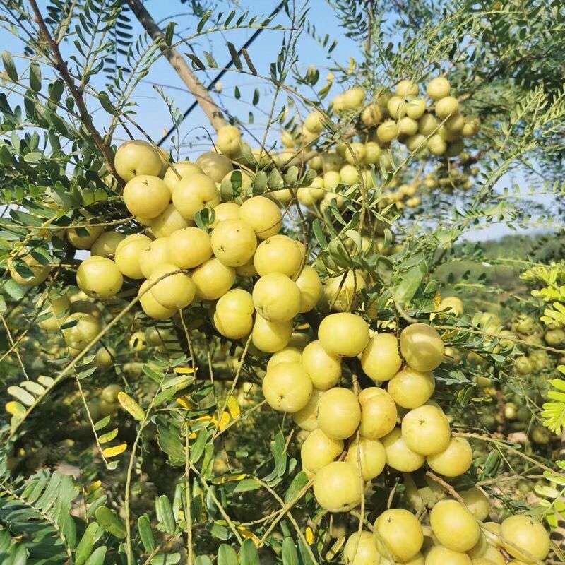 潮汕玉油甘普宁崩坎甜油甘新鲜油柑牛甘余甘果甜种柿饼甜奈雪榨汁 油