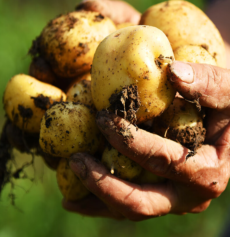 恩施小土豆新鲜富硒高山马铃薯黄心迷你洋芋农家自种5斤