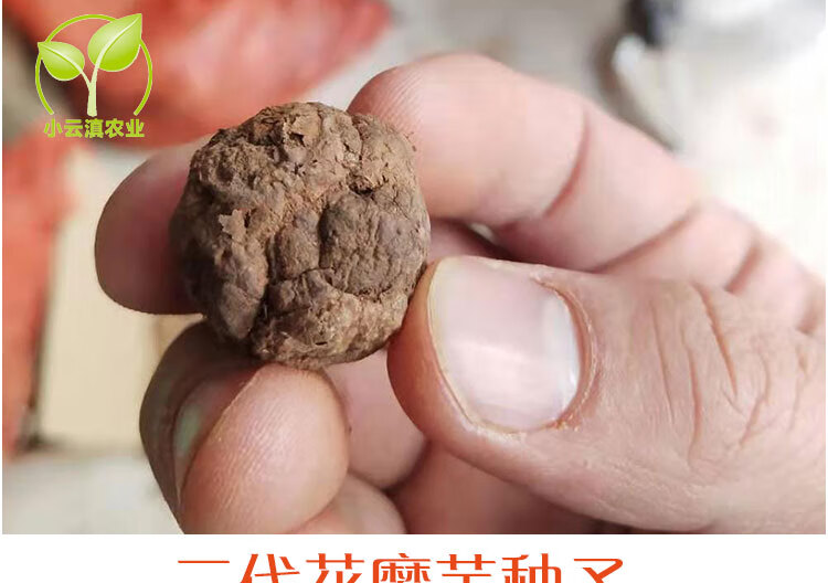 hqc魔芋种正宗2代魔芋种子高产花魔芋种脱水消毒高成活种苗二代魔芋种