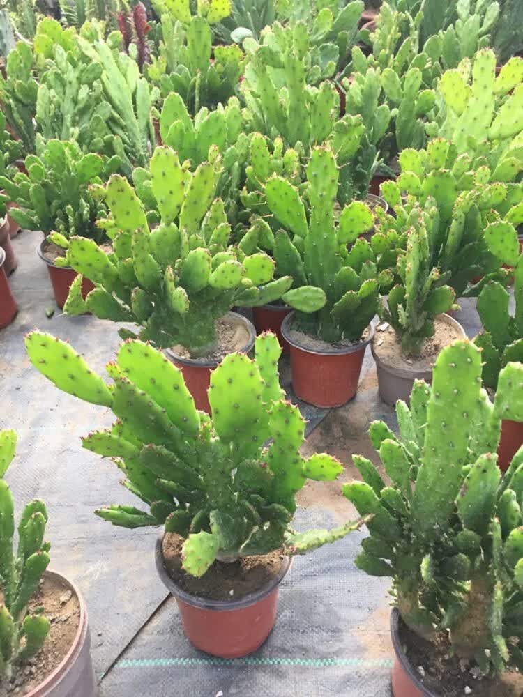 黄大刺仙人掌盆栽嫁接蟹爪兰令箭荷花米邦塔叶片 黄大刺3片叶子带根