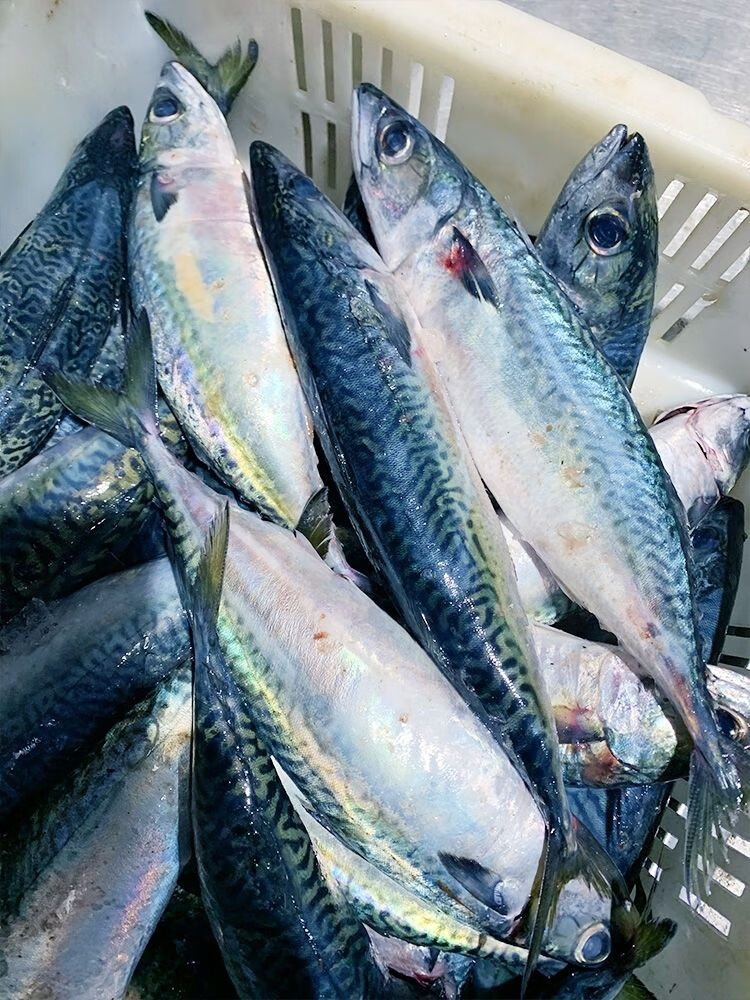 亚又婧青花鱼鲜活速冻青占鱼新鲜海鱼青鱼400500g2条装