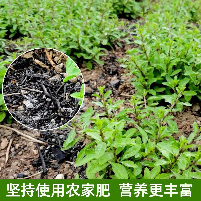 枸杞芽15斤装新鲜红枸杞头枸杞菜嫩芽摘应季蔬菜枸杞叶枸杞芽枸杞芽