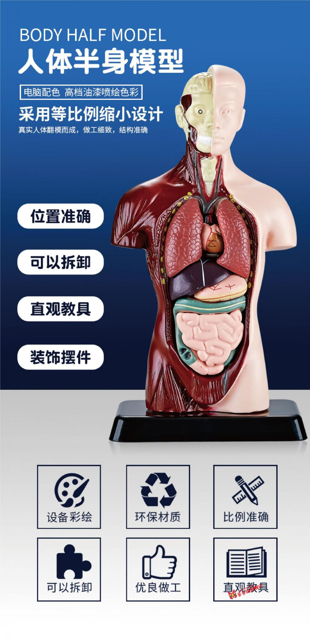 人体器官模型可拆卸早教人体器官骨骼可拼装模型套装科教中小学生diy