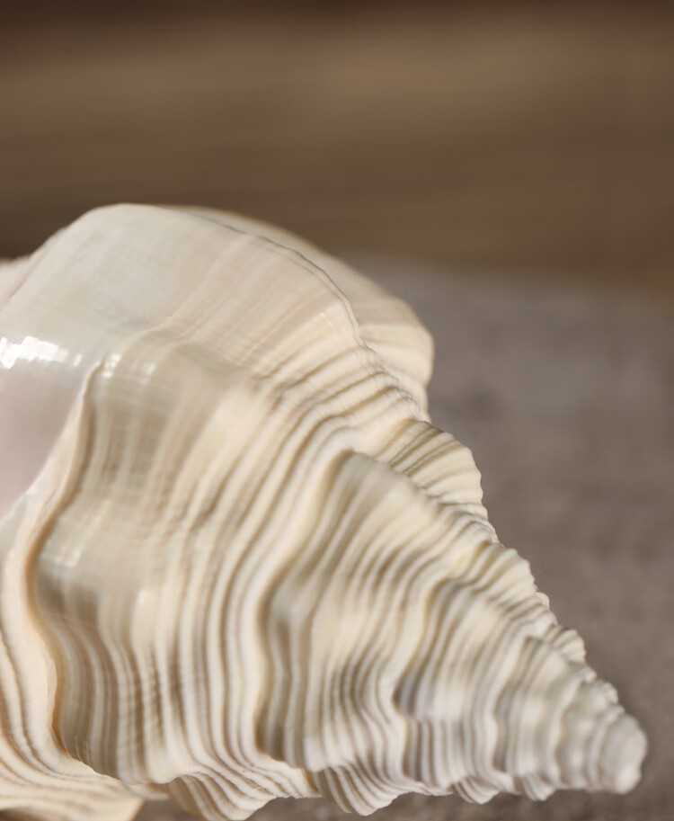 6015151515[好物推选]天然白海螺藏传佛教密宗法器佛螺供养