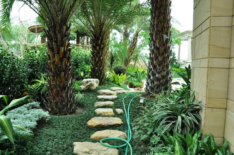 矮麦冬草玉龙草庭院别墅绿化地被植物细叶麦冬矮麦冬草苗 细叶麦冬净