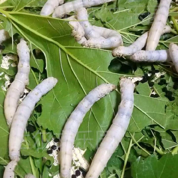 花客悦蚕卵10个新鲜蚕卵蚕茧儿童养蚕盒学生养桑蝉卵送鹅毛工具1234龄