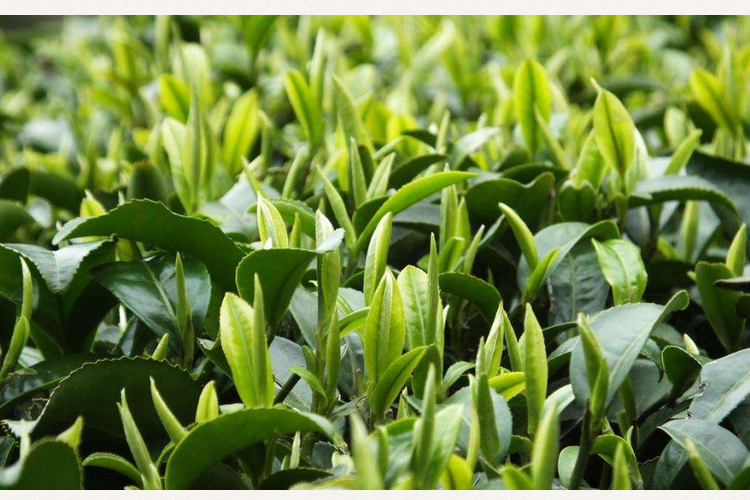 2022新茶紫阳毛尖茶富硒绿茶高山云雾茶紫阳茶香浓耐泡翠峰250克