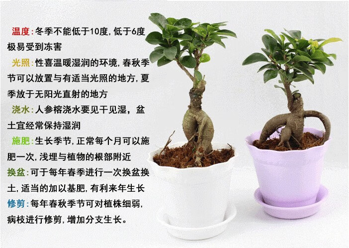 小叶榕树苗盆景造型树桩人参家庭室内阳台植物盆栽小榕树20cm高带营养