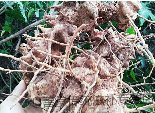 广东新鲜菝葜500克金刚刺金刚藤根拔葜菝契中药材泡酒新货干品1500克
