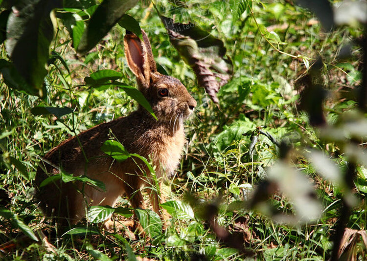 帆儿庄园兔肉新鲜现杀整只兔肉冷冻白条兔子肉鲜兔腿带头真空2斤左右
