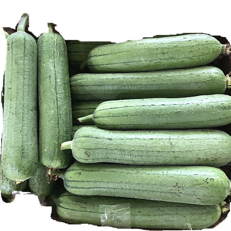 肉丝瓜新鲜蔬菜1/5斤农家丝瓜 胖丝瓜 水瓜短棒丝瓜香肉丝瓜 精选5斤