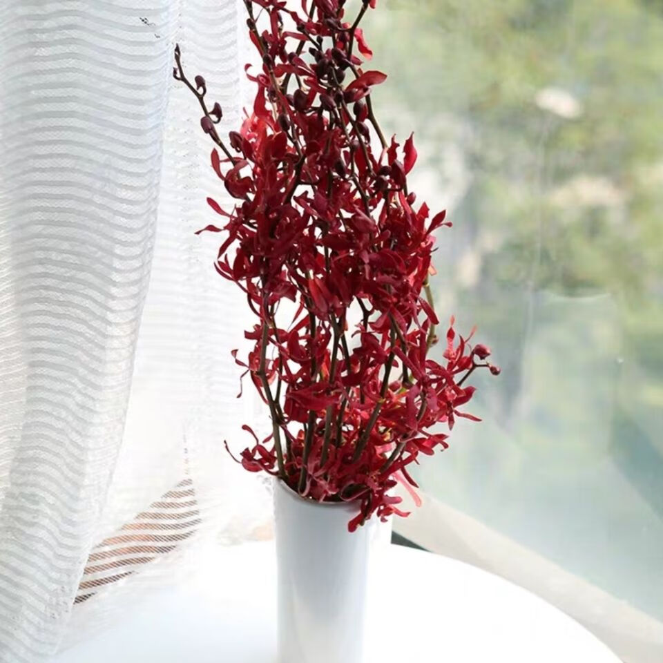 云南昆明基地直发新鲜泰国洋兰水养花家庭插花办公室用花到家 粉色