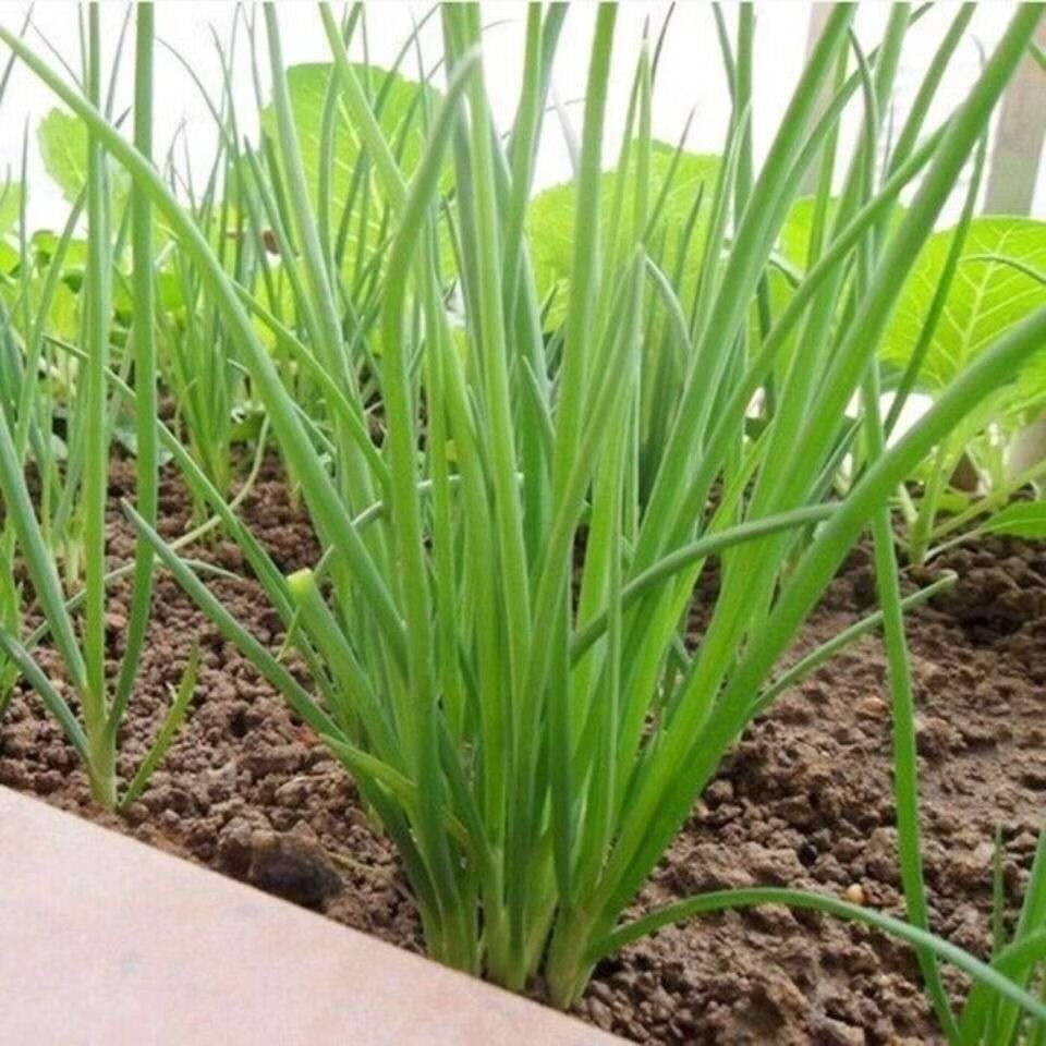 东北小葱新鲜蔬菜时令当季蘸酱菜农家小细香葱苗青葱小水 3斤装【图片