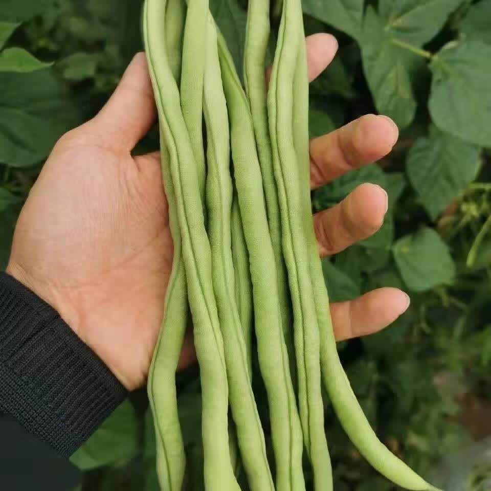 应季现摘现发四季豆新鲜蔬菜云南农家自种无筋豆白芸豆扁豆角新鲜1500