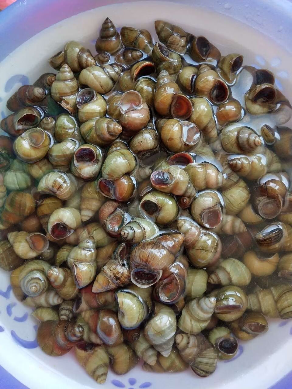 导语者正宗微山湖田螺鲜活螺丝活体现捞现发包活一斤尝鲜