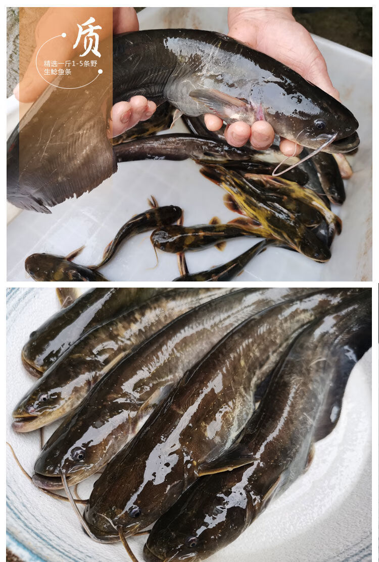 流连湾【微山湖鲶鱼】新鲜捕捞大鲶鱼野外土鲶鱼胡子鲶八须鱼大口鲶鱼