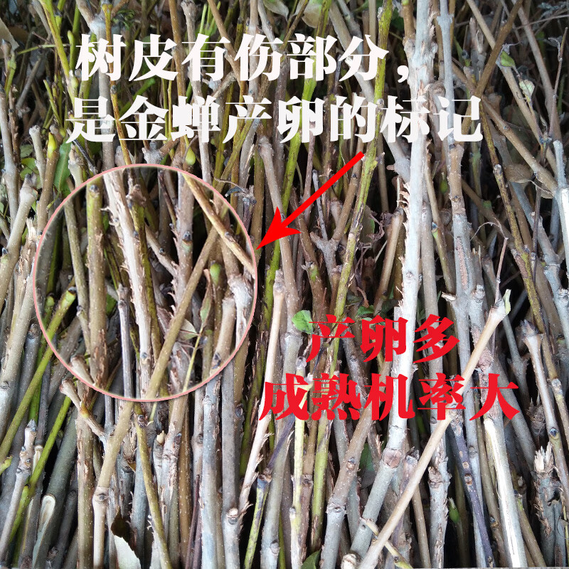金蝉卵枝 教孵化好的枝条知了猴种卵养殖蝉卵枝知了金蝉卵种 蝉卵