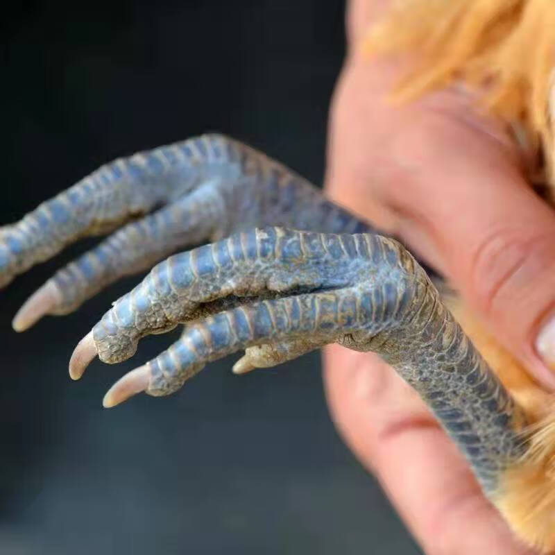 黑脚公鸡散养公鸡跑山鸡农村喂养走地鸡土鸡笨公鸡活鸡宰杀腾旺纳跃黑