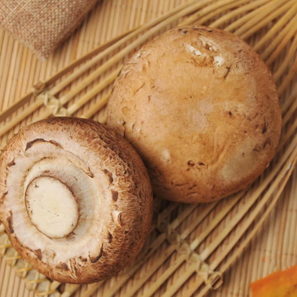 小褐菇2斤portobellomushroom惠灵顿食材秋冬火锅爽小菇新鲜食用菌