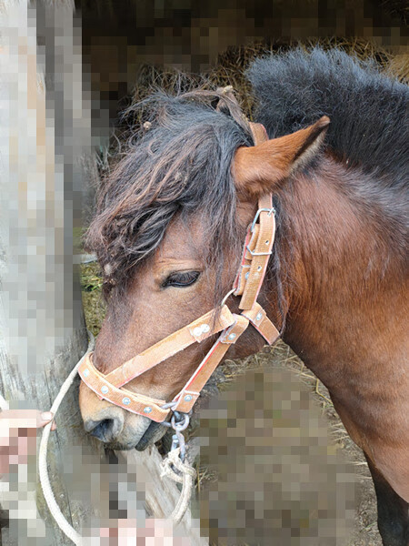 马笼套自带嚼子水乐马龙套牵马调教马龙头套马术马具用品a小号白嚼口