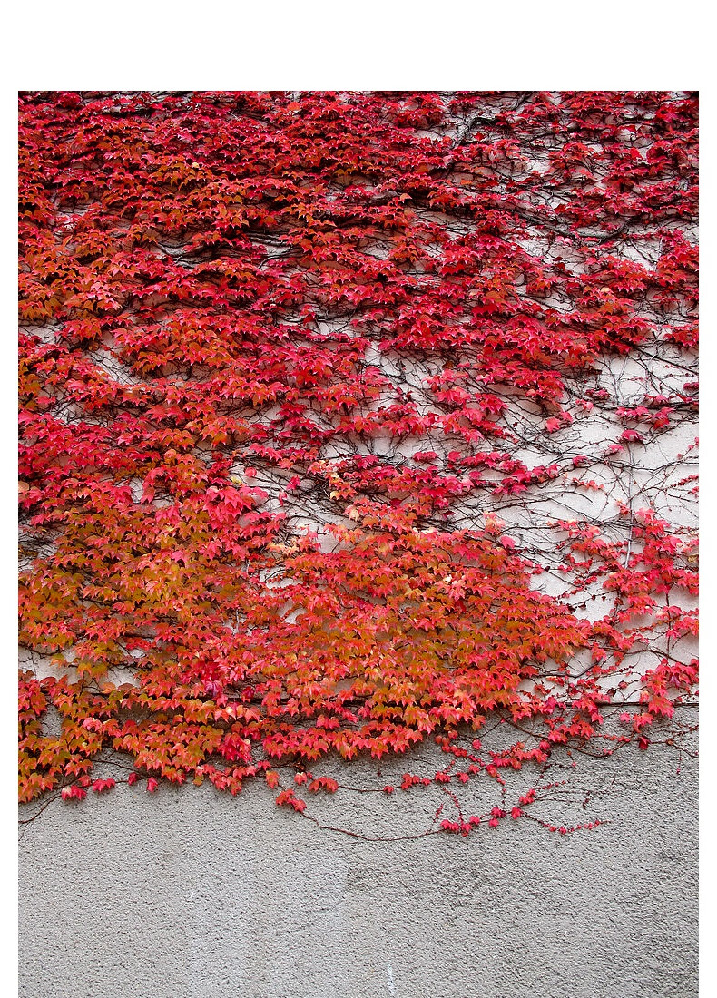 四季户外攀援红色三叶花卉四季爬腾植物盆栽爬墙虎简易盆爬山虎2盆含