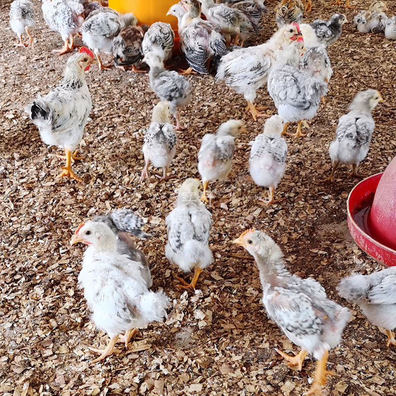 采缇(caiti)半斤稻花鸡苗批发正宗彩凤鸡活苗五颜六色白芦花小鸡幼苗