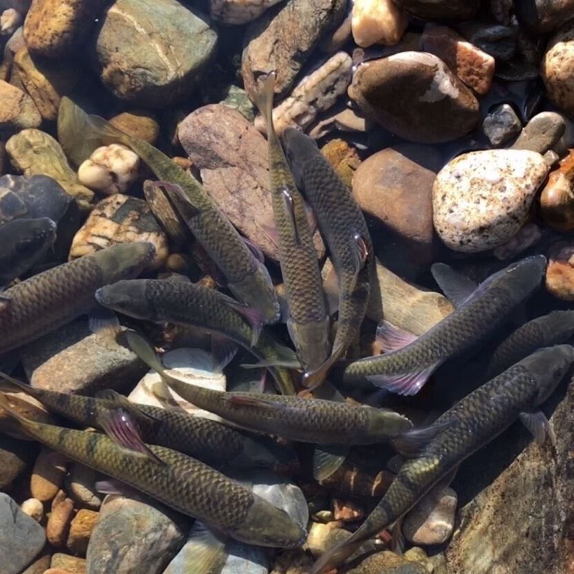 黄山特产溪流石斑鱼淡水石斑鱼光唇鱼新鲜石斑鱼顺丰 125克石斑鱼干