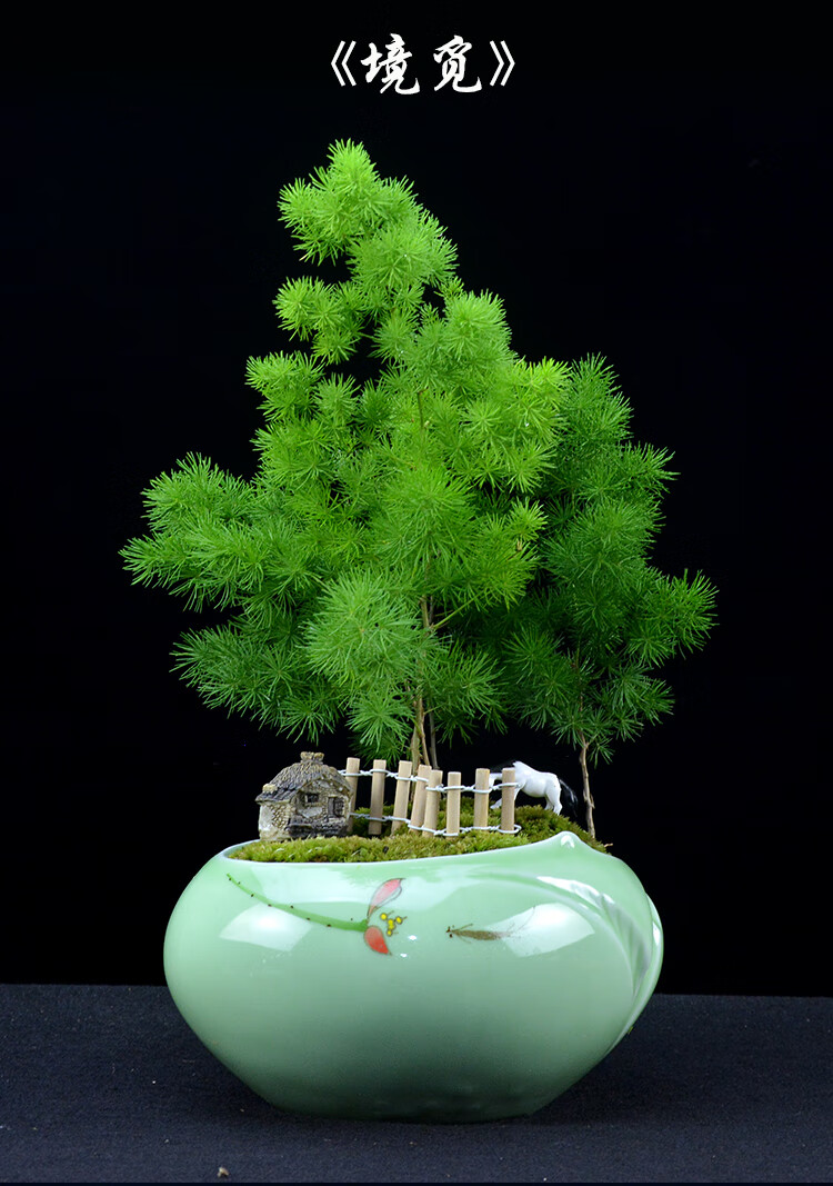 蓬莱松盆景植物盆栽室内办公客厅生肖猴家庭绿植四季常青悠缘蓬莱松