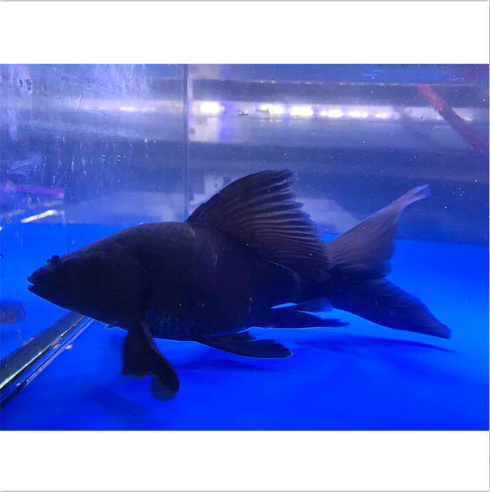 悦君心新品纯种黑慧星大七旗蝴蝶鲤鱼苗淡水活体观赏鱼直销黑慧星1012