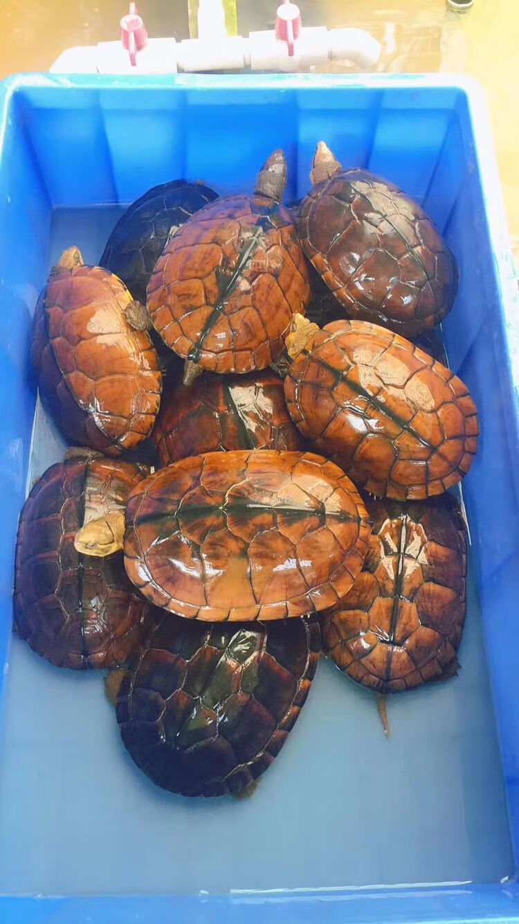 金钱龟活龟纯种石金钱龟南石龟乌龟活物正宗风水龟活体