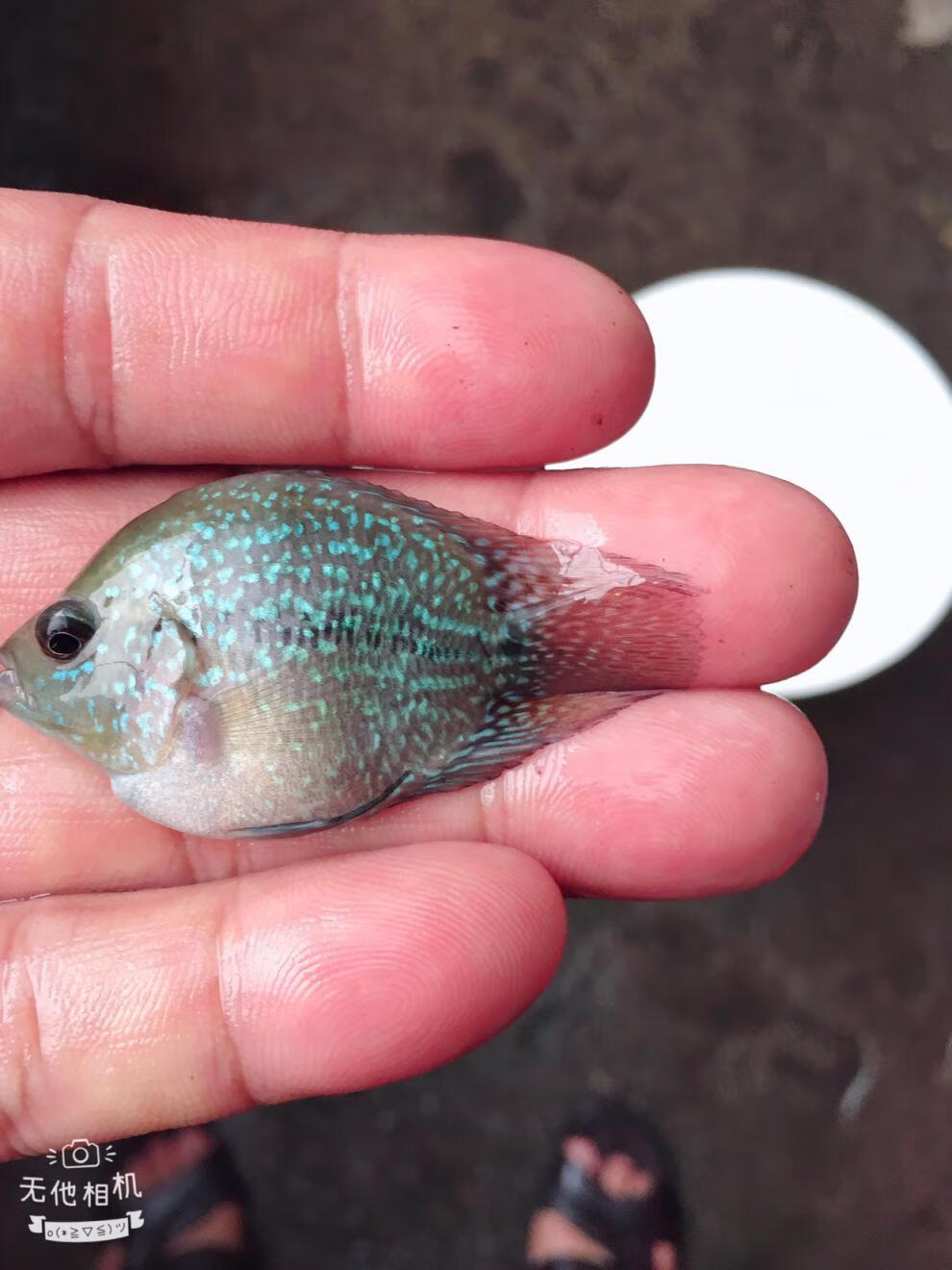 zxc麒麟鹦鹉鱼元宝罗汉鱼风水鱼鱼热带观赏鱼龙鱼配鱼活体68cm麒麟