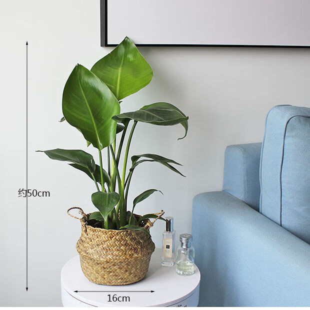 植物鹤望兰客厅办公室大盆栽绿植天堂鸟大含草编花盆5060公分三棵苗