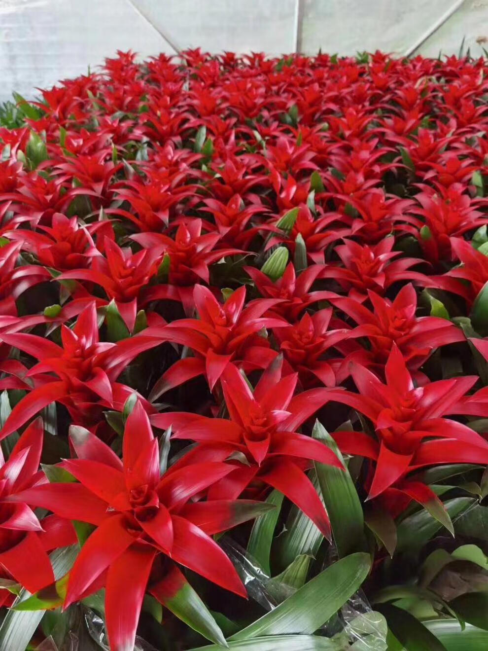鸿运当头盆栽土培红星凤梨花带红花卉植物室内客厅大型绿植花优惠2盆
