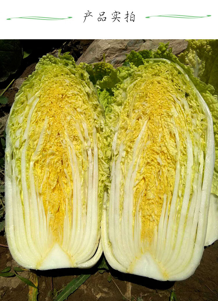 晨臻高山黄心娃娃菜四川小白菜蔬菜冬季四季新鲜黄心菜南方冬天 10斤