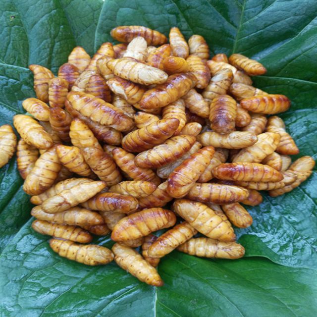 苏北竹虫新鲜鲜活云南竹节虫新鲜蚕蛹蚂蚱250g 蚱250g【图片 价格