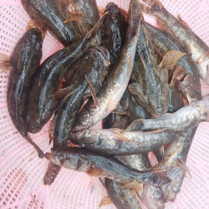 lism正宗沙塘鳢呆子鱼笋壳鱼小河生态塘鳢鱼土步鱼虎头鱼鲜活现杀