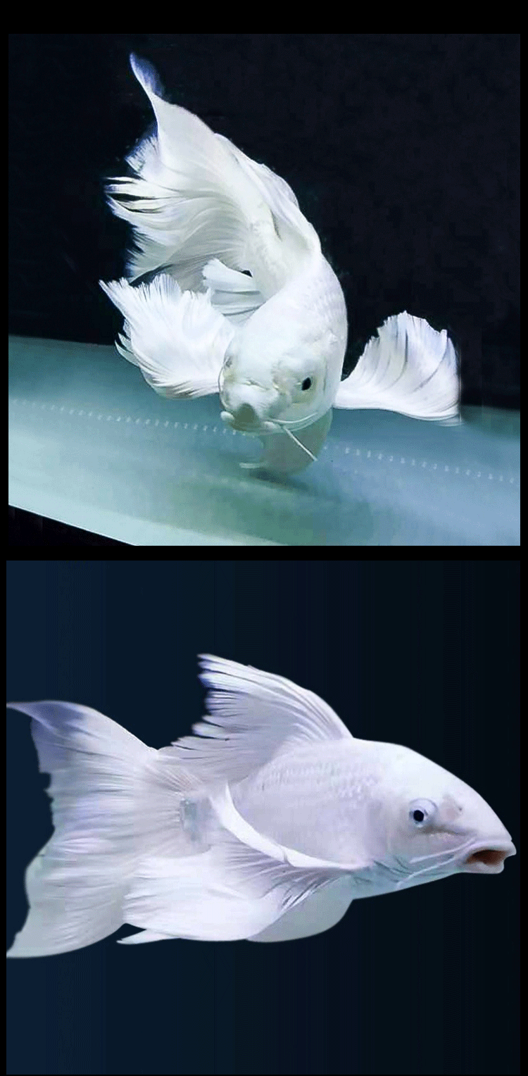 【赛级球苗】狮子头4-5cm(1条)