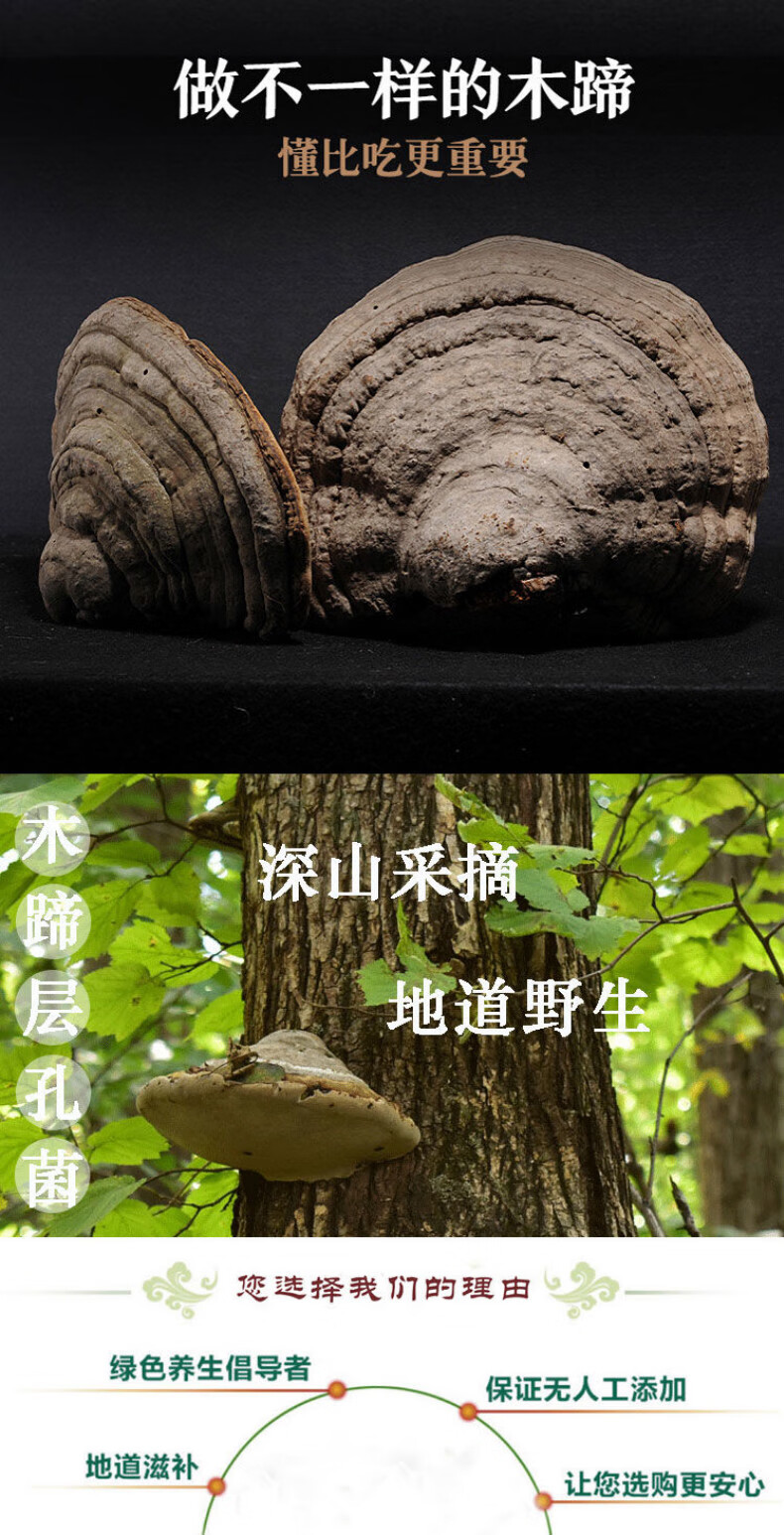 竺芝堂 云南地产 木蹄层孔菌 马蹄菌小木蹄 桦菌芝 野生木蹄层孔菌