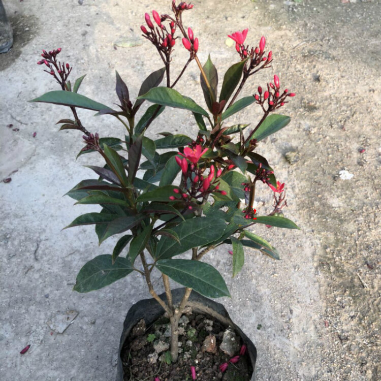 四季开花阳台花卉盆栽花苗日日樱琴叶樱南洋樱40cm多分枝不含盆