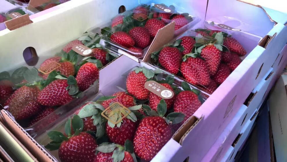 日本引种黑珍珠草莓优雅恋人味浓肉厚水分足甜度高(下市)【图片 价格