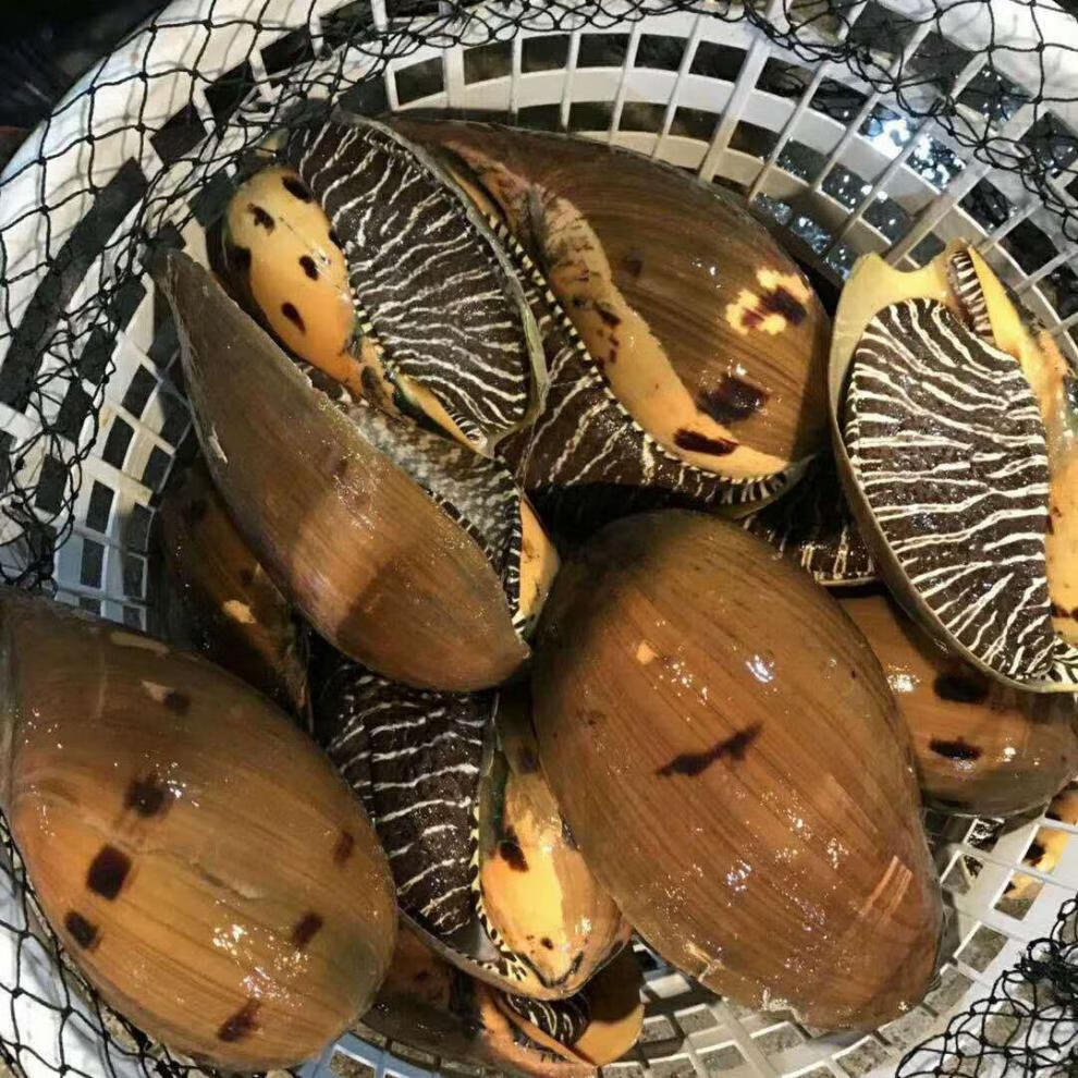 【所友旗舰店】海螺黄螺椰子螺大海螺海鲜鲜活响螺香螺一只1-5斤 2.