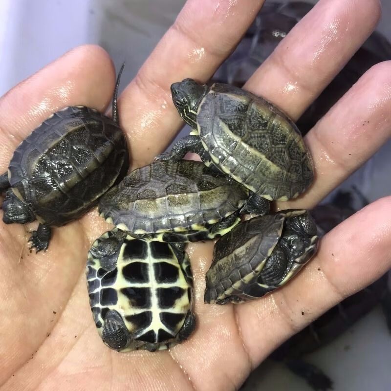【京选推荐】观赏小乌龟活外塘金线草龟苗中华草龟苗小龟苗大乌龟一对