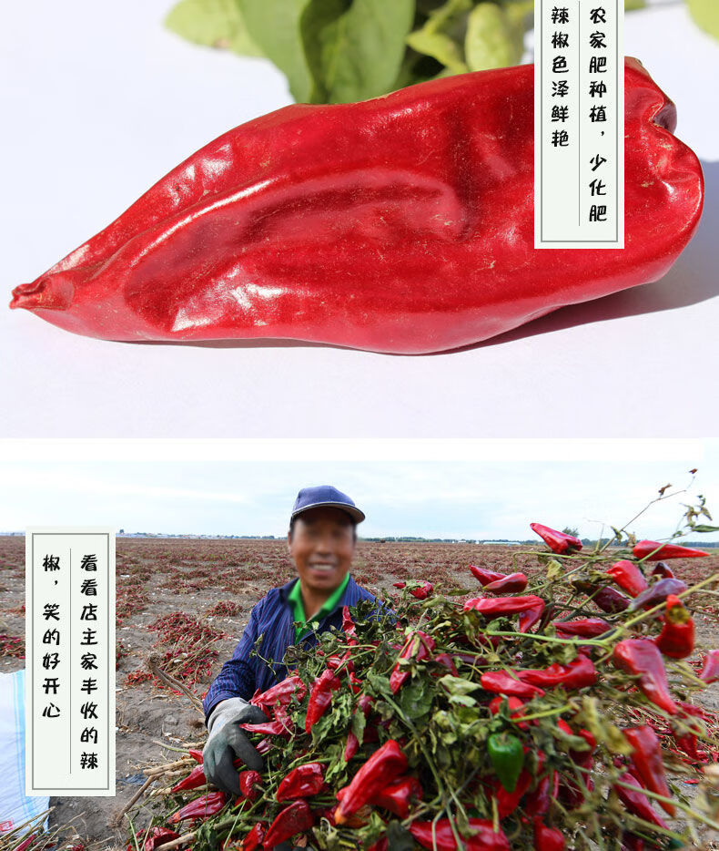 托县灯笼红干大辣椒香而不辣椒酱油面火锅底调料批发半斤1斤2斤500g整