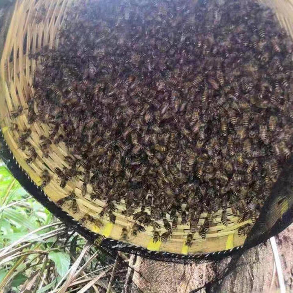 诱蜂水招蜂水引蜂水液收蜂水药收蜂药蜂王信息素野外 诱蜂新箱蜂王招