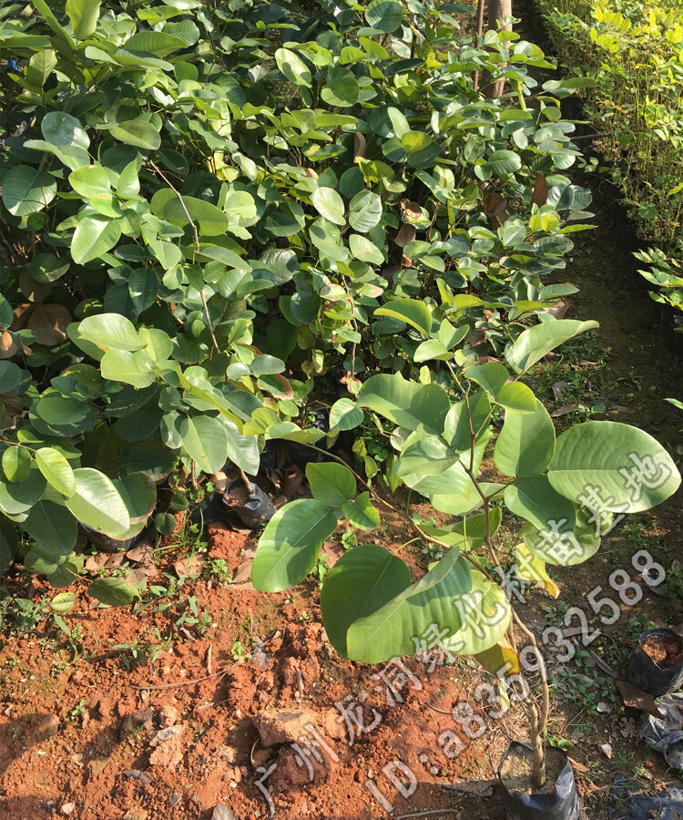 红木树种檀香紫檀苗印度小叶紫檀树苗下单留言或备注其他