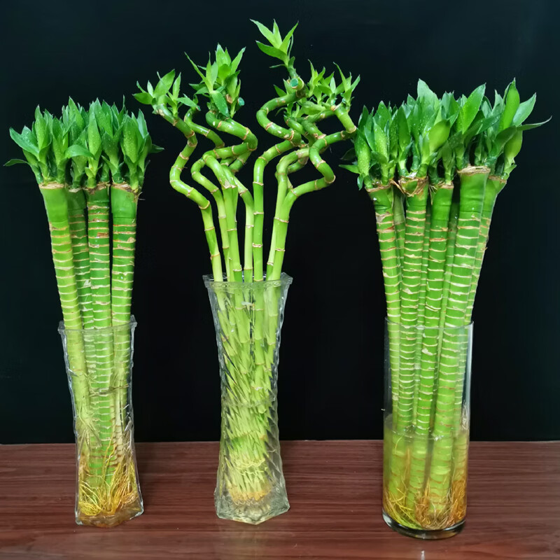 富贵竹多头龙竹植物 室内水养盆栽a级带根转运竹弯竹客厅净化空气