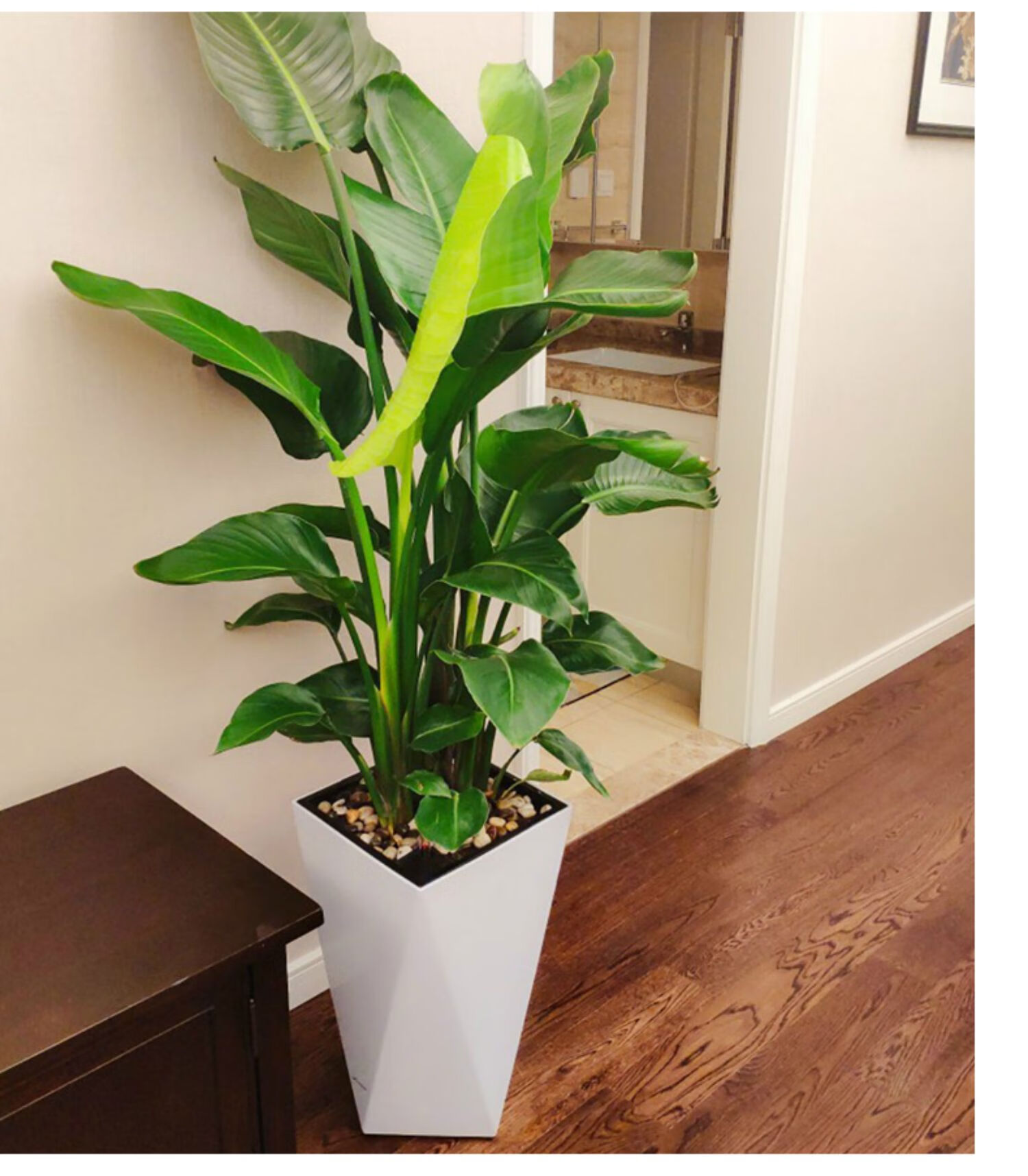 几何菱形高筒盆懒人自动吸水客厅落地大花盆现代轻奢塑料北欧简约