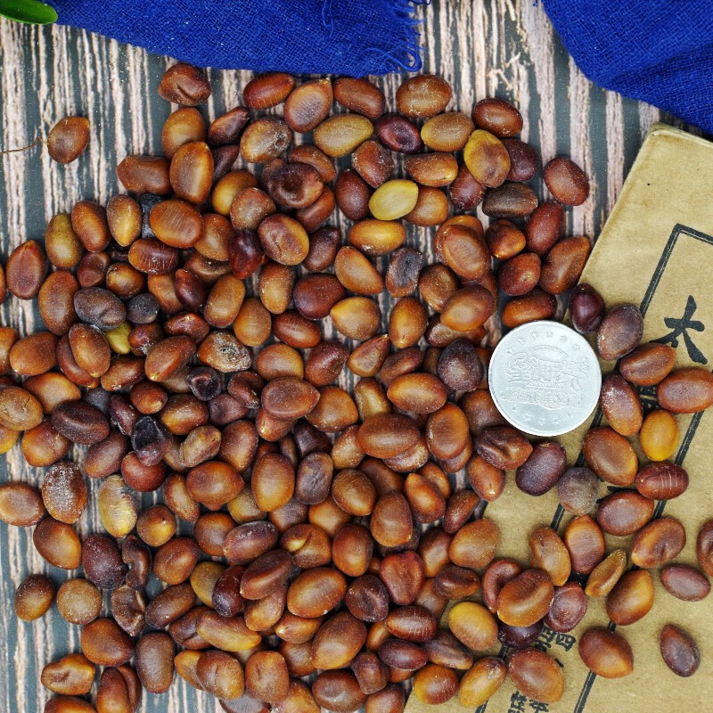 北京同仁堂中药材皂角籽500g正皂角种子可种植皂荚子新货无虫眼
