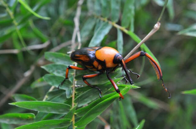 竹象虫 山珍美味烧烤美食小吃400克 云南特产竹虫 竹笋虫香脆 400克