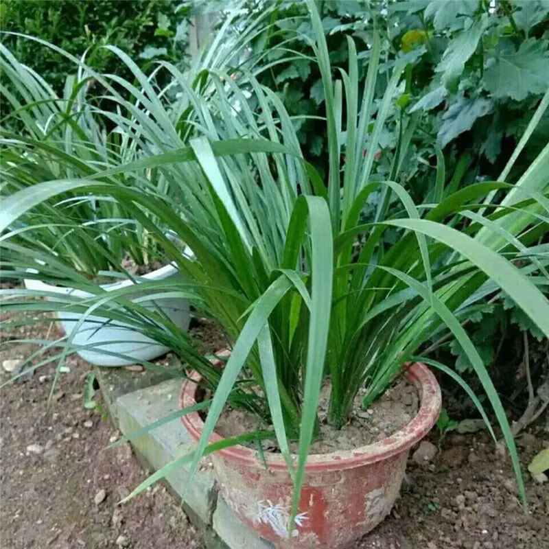 新鲜野生山赖香料植物大料苗五香草食用盆栽带根去腥味发货 500克【图